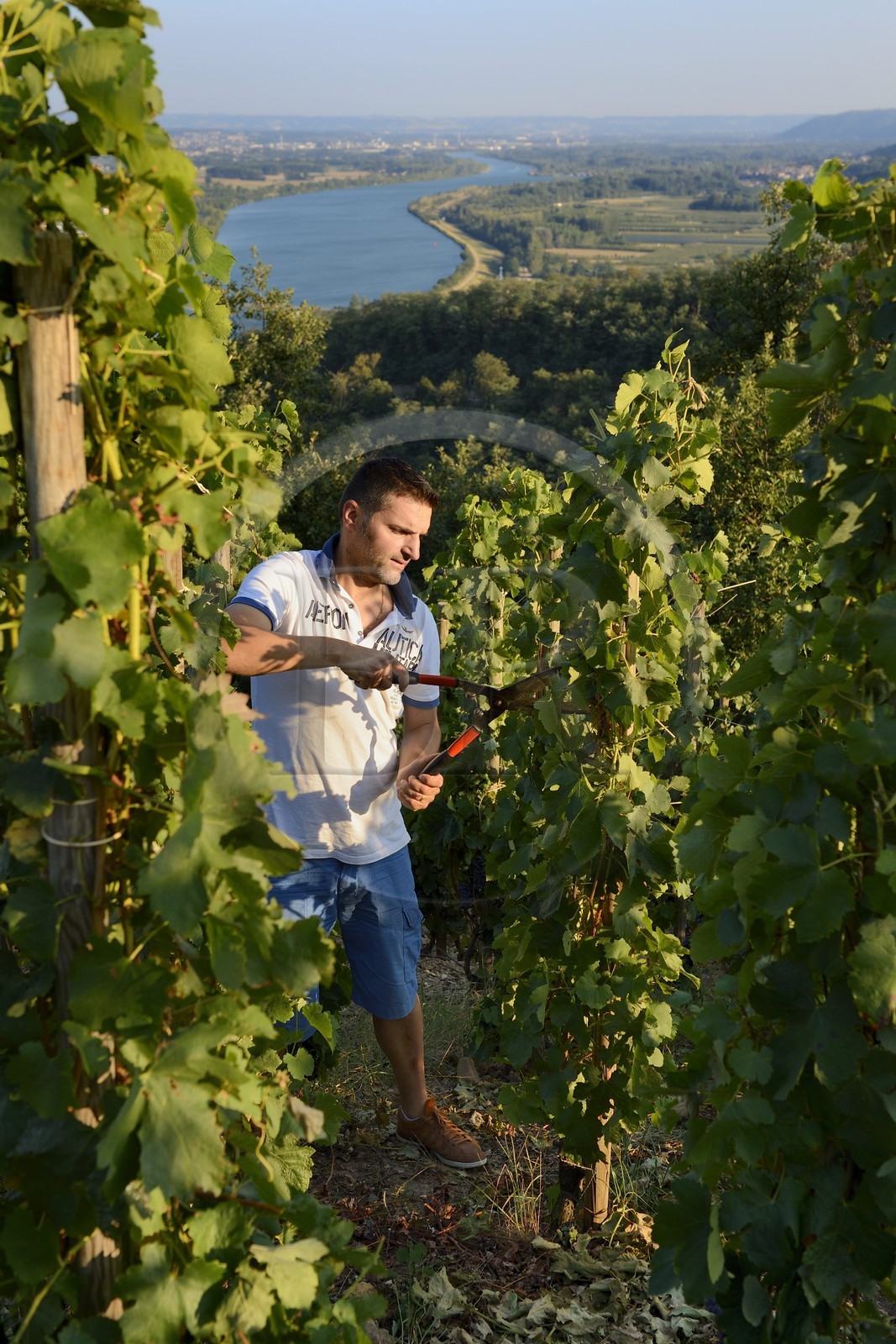 France, Loire, Parc Naturel Regional du Pilat (Natural Regional Park of Pilat), the domaine du Monteillet Stephane Montez, Stephane Montez in his vineyard overlooking the Rhone river