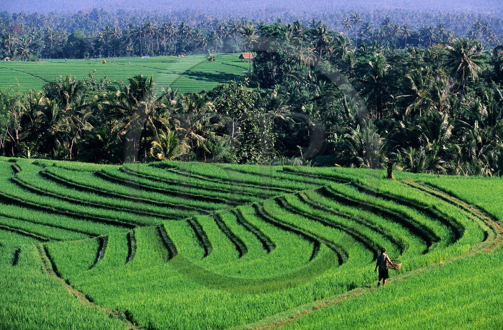 Indonésia, Bali island, terraced rice fields trip down hillside in Soka area