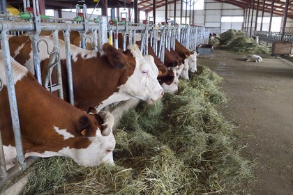 France, Cantal (15), Sainte-Marie, hameau de La Terrisse, élevage de vache laitières de race montbéliarde de la ferme de Cantagrel, les vaches mangent après la traite du soir