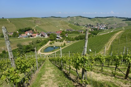 Allemagne, Bade-Wurtemberg, le vignoble à Durbach