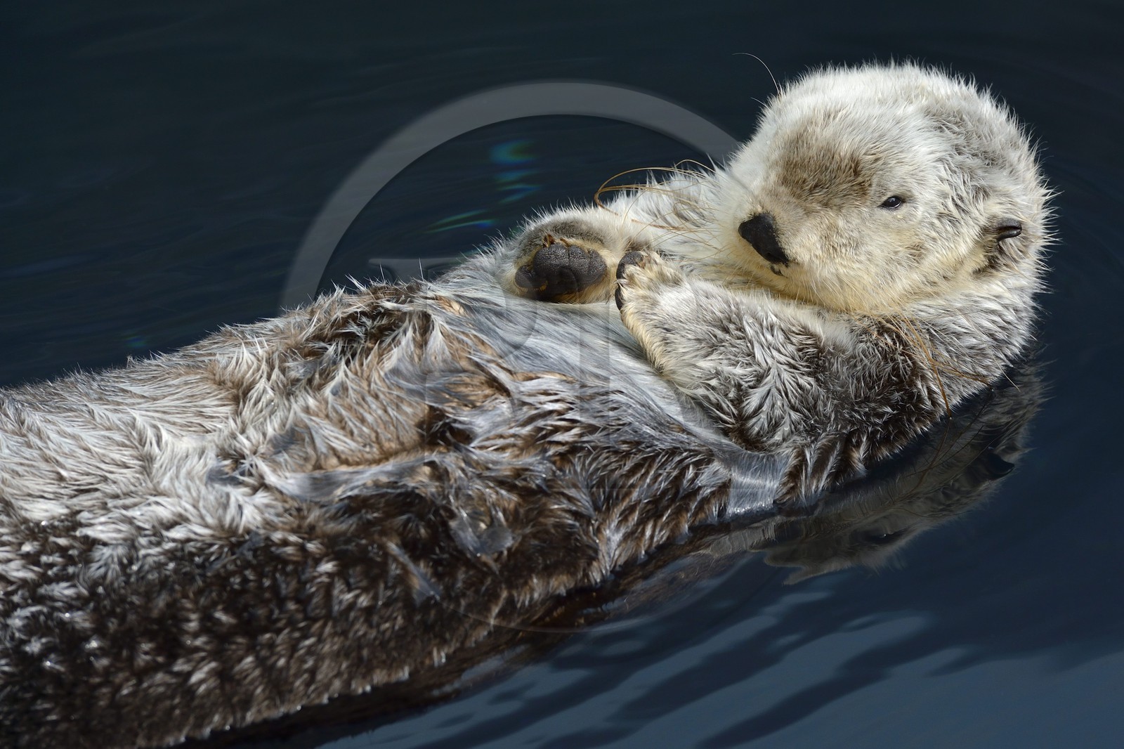 Portugal, Lisbonne, Parque das Nações (Parc des nations) construit pour l'exposition universelle de 1998, Oceanário (Oceanarium), loutre de mer (Enhydra lutris)