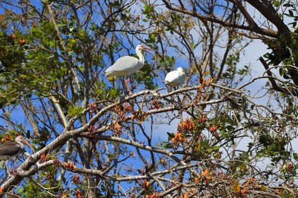 Nicaragua, Ile d'Ometepe réserve mondiale de Biosphère sur le lac Nicaragua, marais le long du Rio Istian, Ibis blanc (Eudocimus albus)