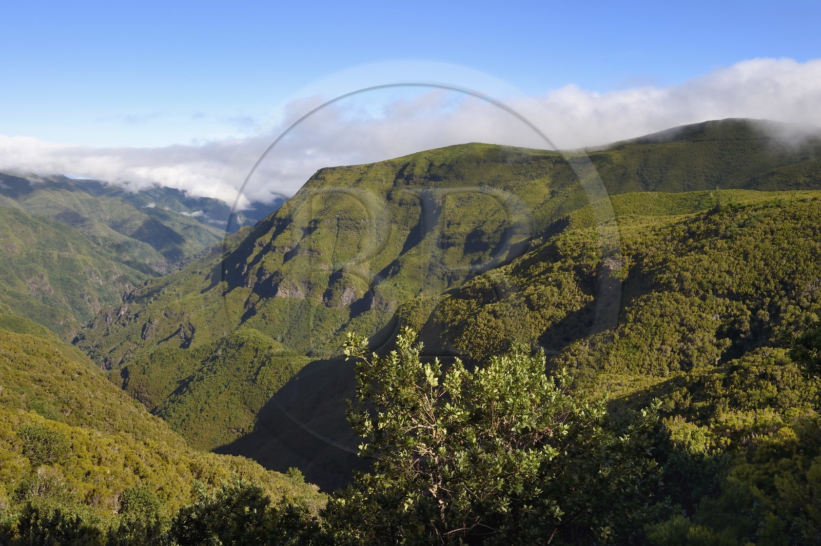 Portugal, Ile de Madère, randonnée par la levada do Alecrim dans La forêt de Rabaçal, la forêt Laurissilva classée Patrimoine Mondial de l'UNESCO, unique vestige de la forêt primaire qui recouvrait le sud de l’Europe il y a des millions d’années, la vallée sauvage de 18 km Ribeira da Janela qui descend vers la mer