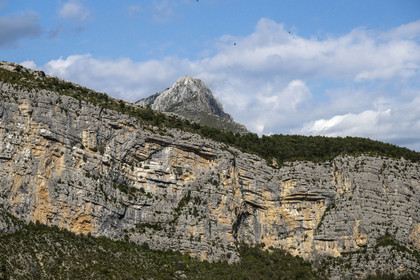 France, Alpes-de-Haute-Provence, Verdon Regional Natural Park, Grand Canyon du Verdon, La-Palud-Sur-Verdon, cliffs of the Dent d'Aire and Griffon Vulture (Gyps fulvus) in flight