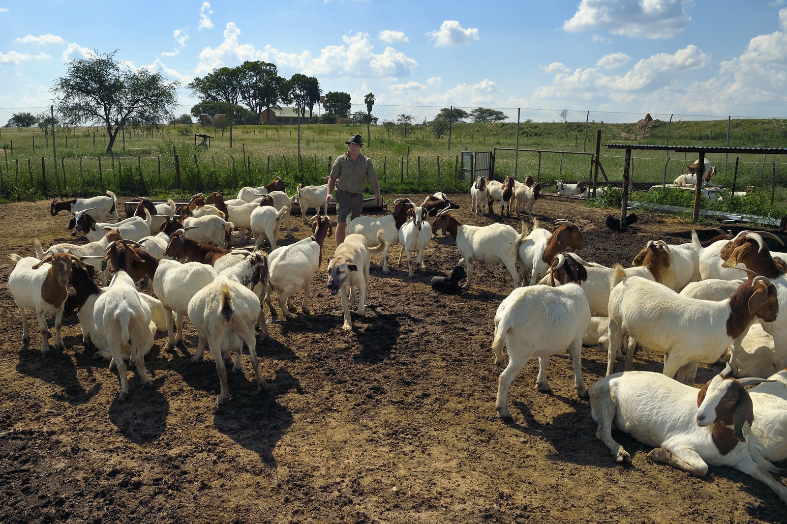 Namibia, Otjiwarongo, Cheetah Conservation Fund’s Livestock Guarding Dog Program has been highly effective at reducing predation rates and thereby reducing the inclination by farmers to trap or shoot cheetahs, the farmer Paul Visser with his Anatolian shepherd Kangal dog and surrounded by its goats