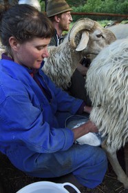 France, Alpes-Maritimes (06), vallée de la Roya (arrière-pays niçois), au pied du parc national du Mercantour, Tende, Casterino dans la vallée de la Casterine, traite à la main des brebis dans les pâtures par les bergers Céline et Georges Giordano