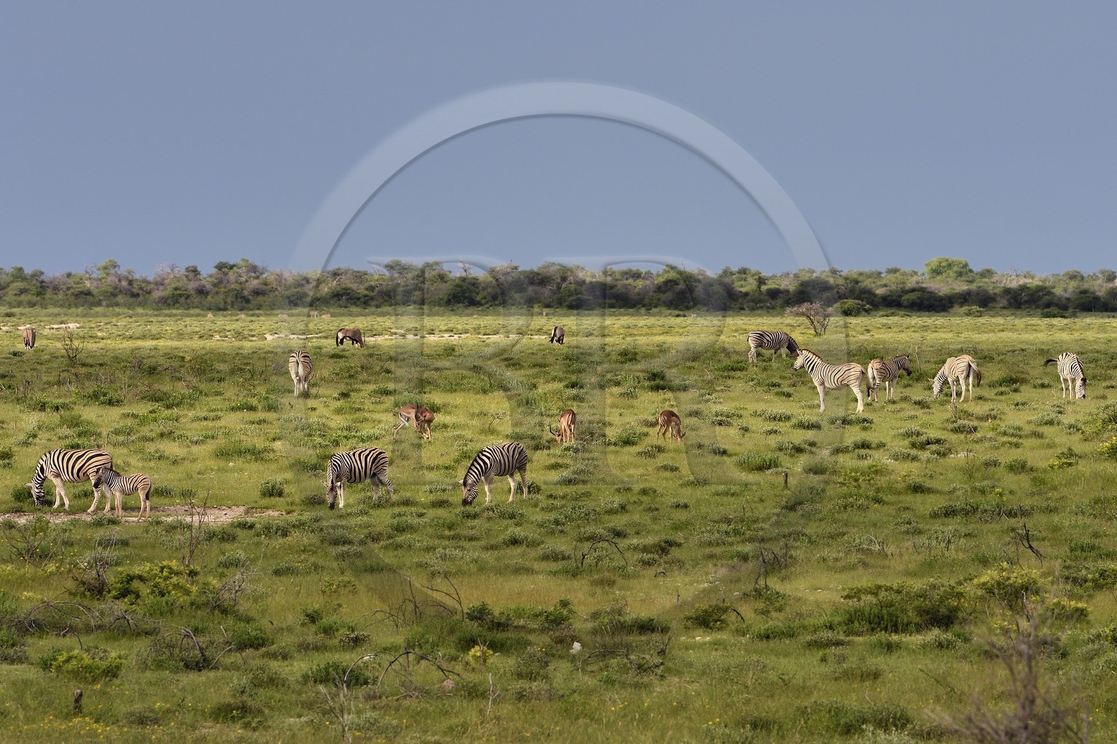 Namibie, région de Oshikoto, Parc National d'Etosha, zèbres de Burchell (Equus burchellii) et impala à face noire mâle (Aepyceros melampus petersi)