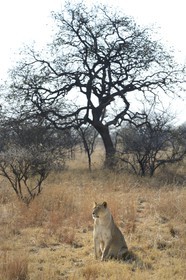 Zimbabwe, Midlands Province, Gweru, Antelope Park home to ALERT (African Lion and Environmental Research Trust), Zone 2, one of four young lioness (Panthera leo), which will be relinquished by a pride in a national park to repopulate