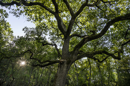 France, Var (83), Provence Verte, Bras, Académie du Bain de Forêt Provençale, forêt du domaine Le Peyrourier - une campagne en Provence