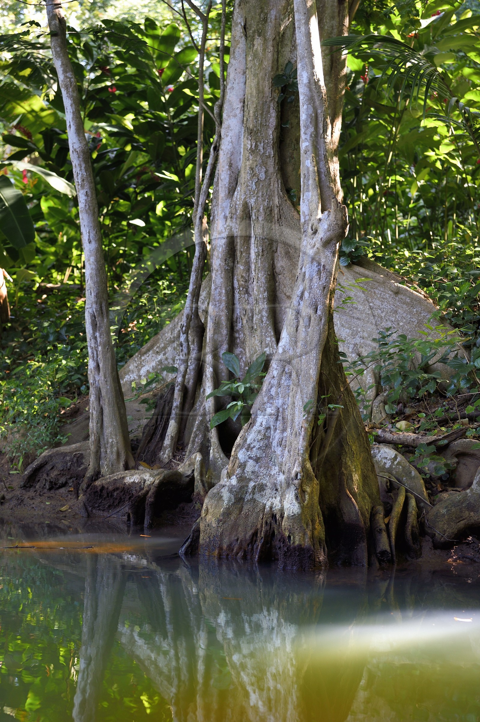 Caraïbes, Ile de la Dominique, Portsmouth, les rives de l'Indian River, sang-dragon (Pterocarpus officinalis)