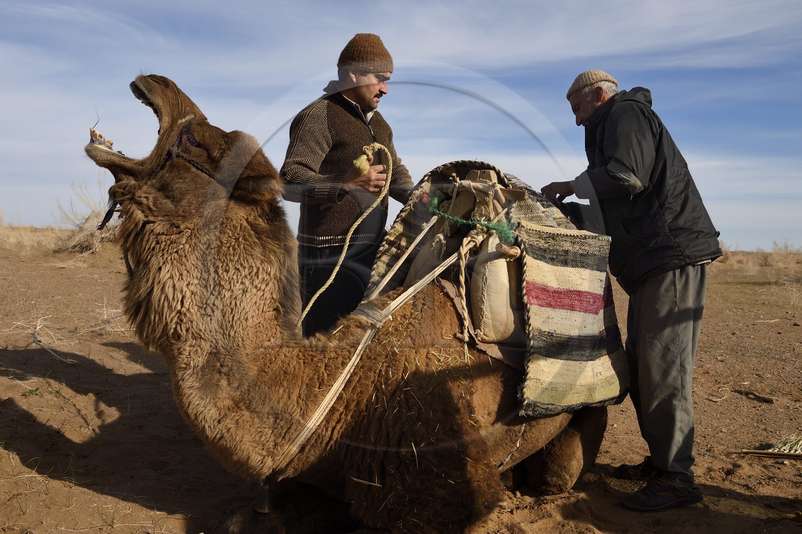 Iran, Province d'Ispahan, désert du Dasht-e Kavir, Mesr dans la région de Khur et Biabanak, chargement des dromadaires