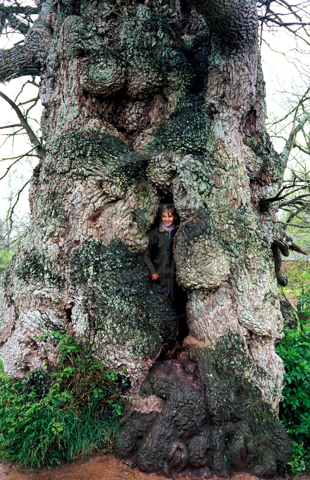 France, Ille-et-Vilaine (35), forêt de Brocéliande, un enfant caché dans l' Arbre de Guillomin