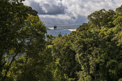 Rwanda, Province de l’Ouest, Colline Ibanda à Uwinka, Parc national de Nyungwe, la Canopy walkway passerelle suspendue qui surplombe la canopée de la forêt tropicale à 70 mètres de haut
