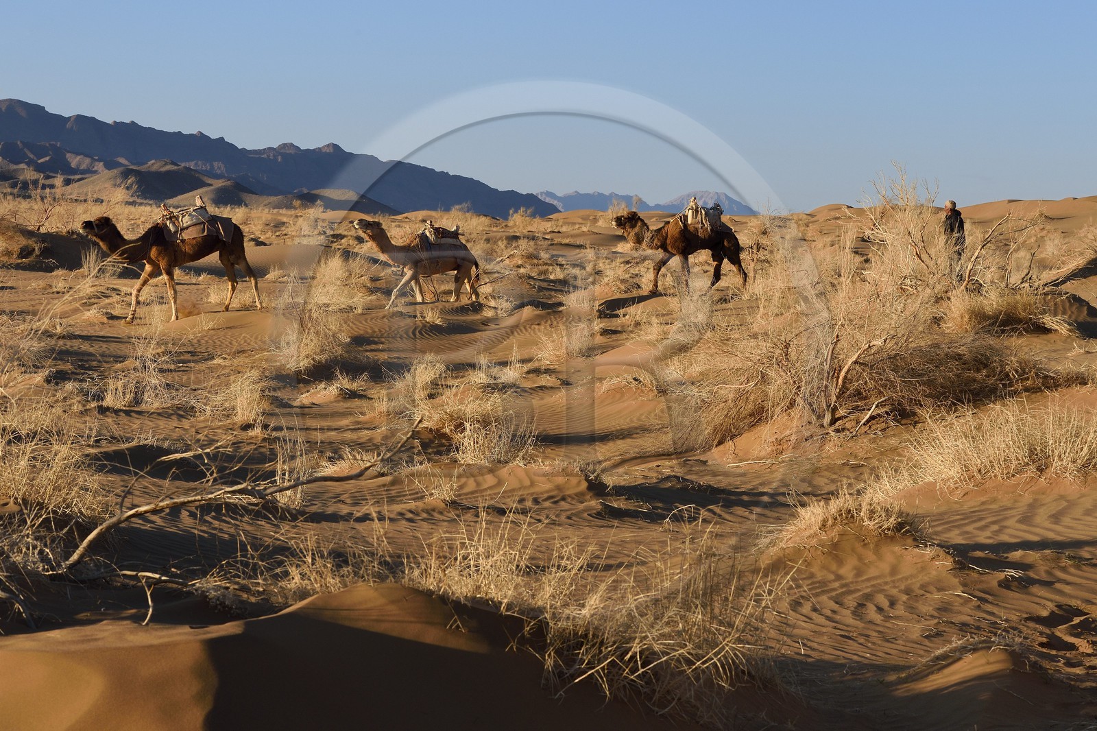 Iran, Province d'Ispahan, désert du Dasht-e Kavir, Mesr dans la région de Khur et Biabanak, le chamelier Ali Saraban et ses dromadaires dans le désert