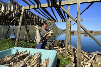 Norway, Nordland County, Lofoten Islands, Moskenes island, codfish drying at Sakrisoya near Reine