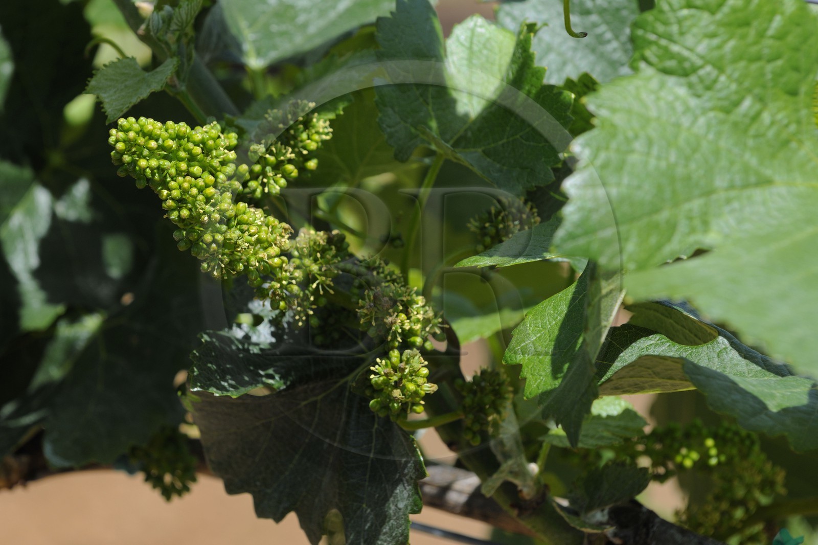 Etats-Unis, Californie, Sonoma County, le vignoble de la propriété Arista