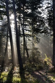 France, Bas Rhin, Mont Saint Odile, hiking the chemins des Chateaux-forts d'Alsace (paths of the castles of Alsace) towards Landsberg castle