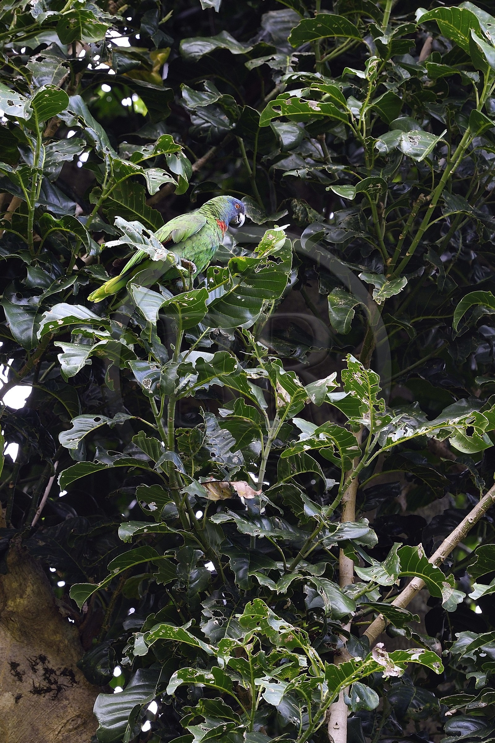 Caraïbes, Ile de la Dominique, Parc national de Morne Diablotin sur le sentier de randonnée Waitukubuli qui traverse l’ile, Jaco, amazone de Bouquet (Amazona arausiaca), également appelée Amazone à cou rouge est un perroquet amazone endémique de la Dominique