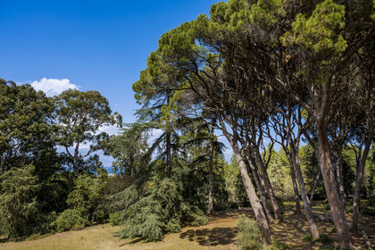 France, Alpes-Maritimes (06), Antibes, Le Jardin Botanique de la Villa Thuret (rattachée à l'INRAE), labellisé Jardin Remarquable et Arbre Remarquable, les pins parasols