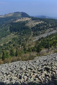 France, Loire, Parc Naturel Regional du Pilat (Natural Regional Park of Pilat), chirat (local name given to the rock blocks slide that cover the slopes in talus forms) at the Cret de l'Oeillon (Oeillon crest) in the Pilat massif