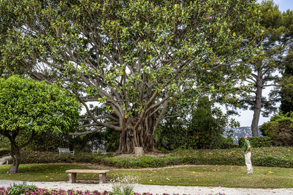 France, Alpes-Maritimes (06), Saint Jean Cap Ferrat, Villa et Jardins Ephrussi de Rothschild, figuier de la baie de Moreton (Ficus macrophylla), arbre remarquable
