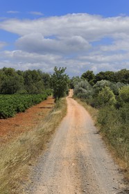 France, Herault, region of Pinet, the Via Domitia, section bassin of Thau, outside of cities it is a dirt track on laminated layers of gravel and crushed stone