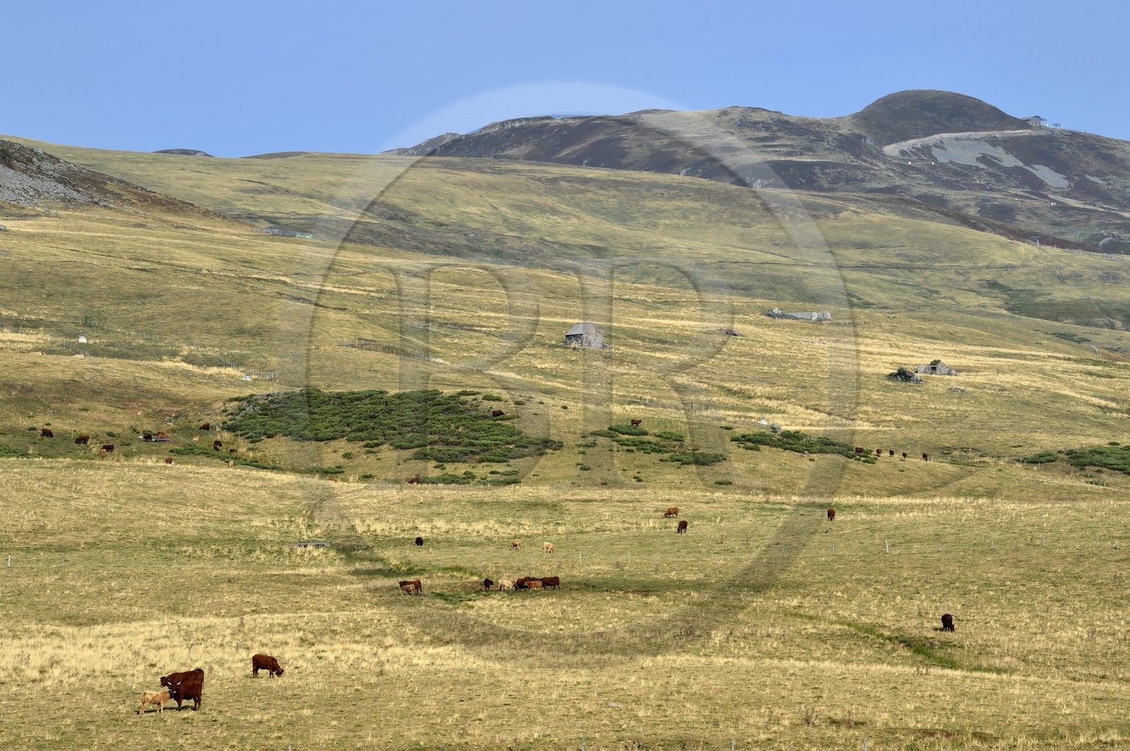 France, Cantal (15), Parc Naturel Régional des Volcans d’Auvergne, le Plomb du Cantal (1855m) vu depuis le col de la Griffoul, troupeau de vaches de race Salers pour les foncées et Aubrac pour les claires