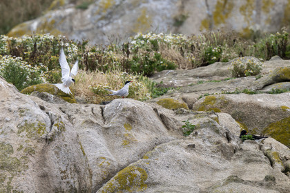 France, Finistère (29), Carantec, Réserve ornithologique des îlots de la Baie de Morlaix, Sterne de Dougall (Sterna dougallii) sur l'Ile-aux-Dames