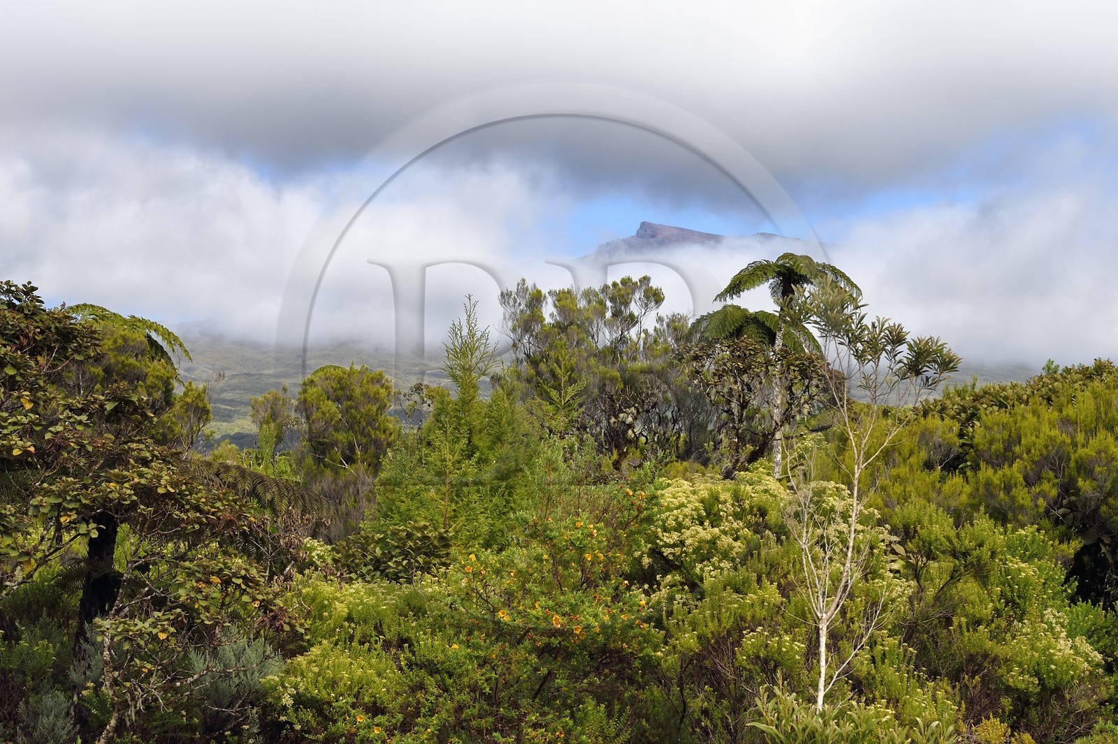 France, Reunion island (French overseas department), Reunion National Park listed as World heritage by UNESCO, La Plaine des Palmistes, Bebour forest, tree ferns (Cyathea glauca)