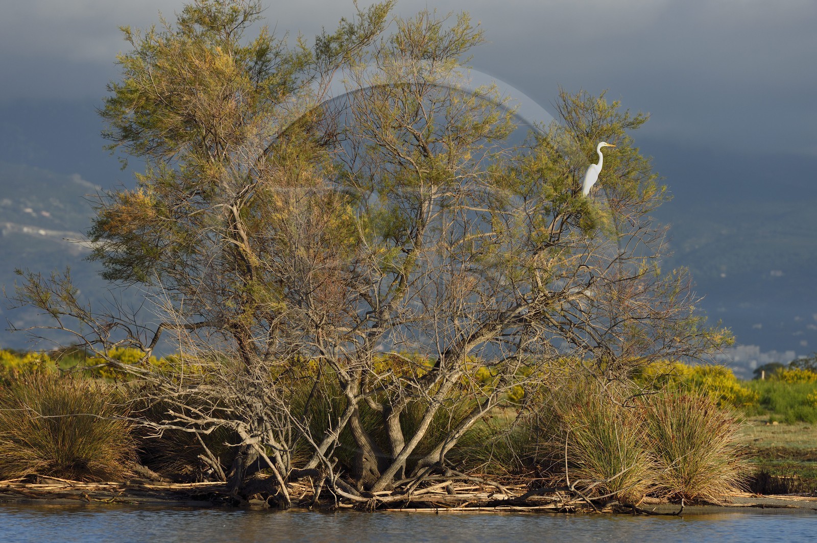 France, Haute Corse, the pond of Biguglia (Stagnu di Chiurlinu), nature reserve of Corsica (RNC), great egret (Ardea alba)