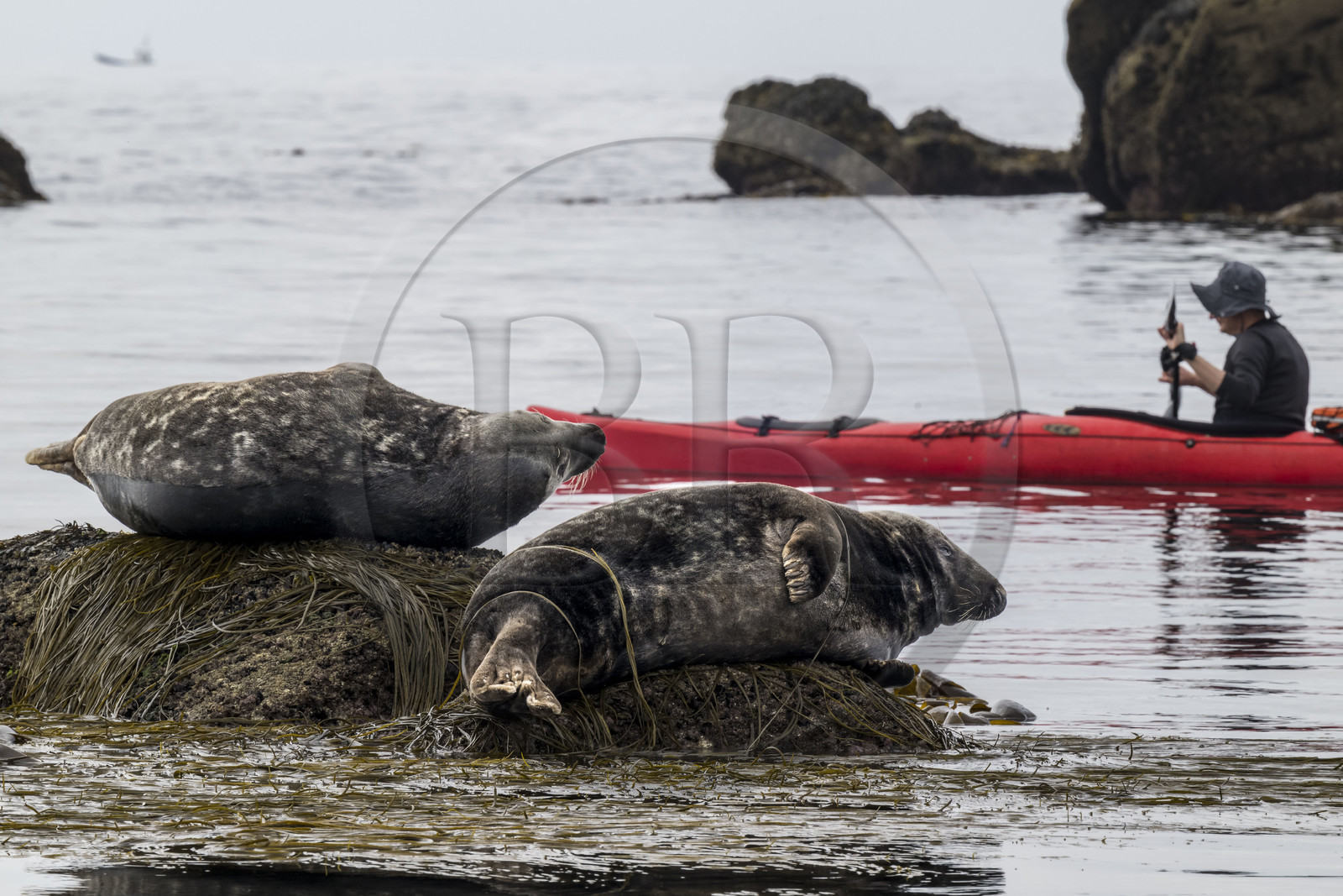 France, Finistère (29), Penmarch, archipel des Étocs, sortie en kayak du Centre nautique du Guilvinec à la découverte du phoque gris (halichoerus grypus) dans les rochers à marée basse