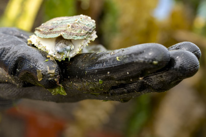 France, Finistère (29), Pays des Abers, estuaire de l'Aber Wrac'h, ormeau (haliotis tuberculata) de 3 ans issu d'un élevage en pleine mer par France Haliotis