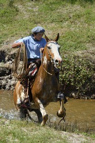 Argentine, province de Buenos Aires, San Antonio de Areco, estancia La Bamba de Areco, gaucho au travail remontant la rivière
