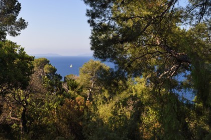 France, Var (83), Rayol-Canadel-sur-Mer, Domaine du Rayol, propriété du conservatoire du littoral mention obligatoire, vue sur la mer à travers les arbres du jardin des Méditerranées conçu par le paysagiste Gilles Clément, les Iles d'Hyères en arrière plan