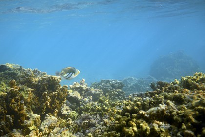 France, Ile de la Reunion, Côte Ouest, Saint-Gilles-Les-Bains (commune de Saint-Paul), le récif corallien du lagon de l'Ermitage et de La Saline-Les-Bains, baliste-Picasso (Rhinecanthus aculeatus) (vue sous-marine)