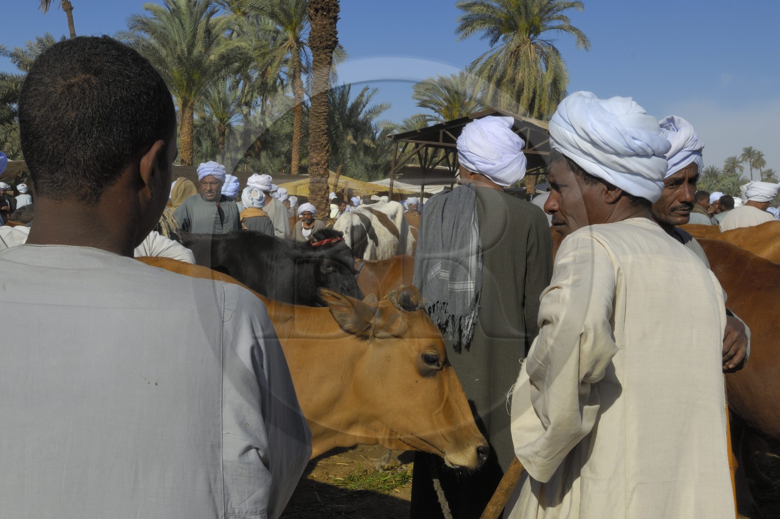 Egypte, Haute Egypte, Daraw au nord d'Assouan, marché aux vaches