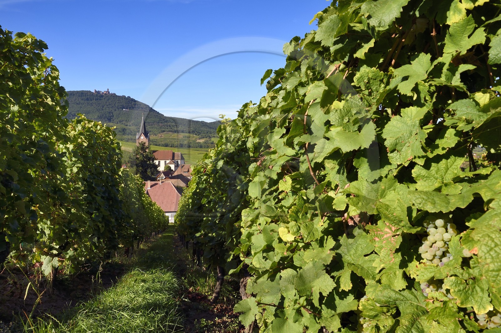 France, Haut-Rhin (68), Route des vins d'Alsace, le village de Rodern entouré de son vignoble et le Chateau du Haut-Koenigsbourg en arrière plan