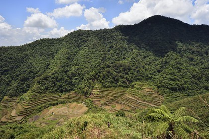 Philippines, Ifugao province, Banaue rice terraces around the village of Cambulo, listed as World Heritage by UNESCO, fed by an ancient irrigation system from the rainforests above the terraces