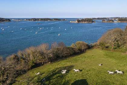 France, Côtes-d'Armor (22), Côte d'Ajoncs, Penvénan, Port Blanc, l'Anse de Pellinec vers Port Blanc avec les Iles de Saint Gildas et du Milieu en arrière plan et chevaux au paturage en bordure de mer (vue aérienne)