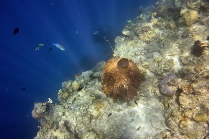 Philippines, Calamian Islands dans le nord de Palawan, Coron Island Natural Biotic Area, récif de corail
