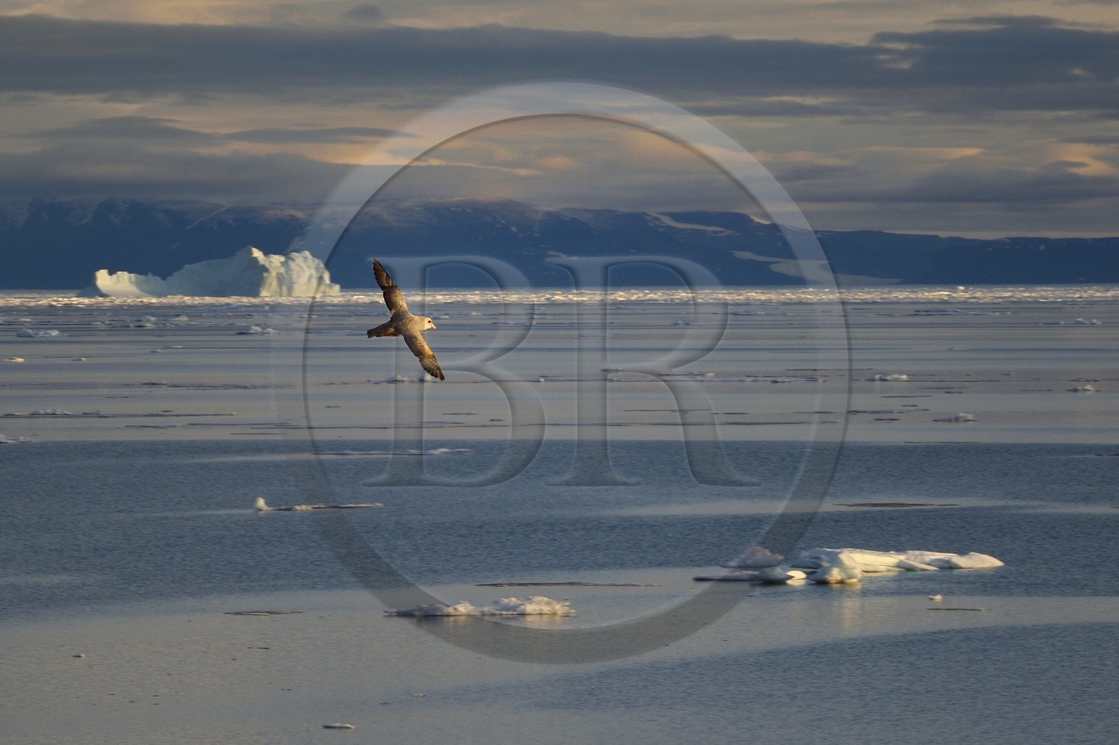 Greenland, North West coast, Smith sound, Northern Fulmar (Fulmarus glacialis) flying over the melting ice floe