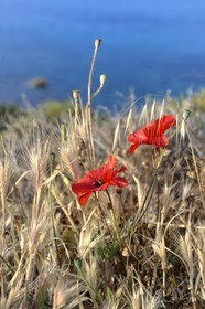Grèce, Les Cyclades, mer Égée, île de Mykonos, coquelicot (Papaver rhoeas)