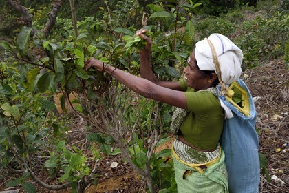 Sri Lanka, Province d'Uva, Ella, femme tamoul travaillant à la cueillette des feuilles dans une plantation de thé