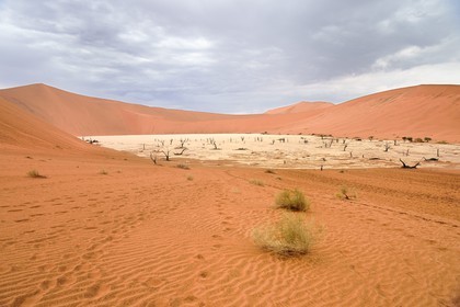 Namibie, région d'Hardap, désert du Namib, parc national du Namib-Naukluft, Erg du Namib classé Patrimoine Mondial de l'UNESCO, dunes de Sossusvlei, Dead Vlei