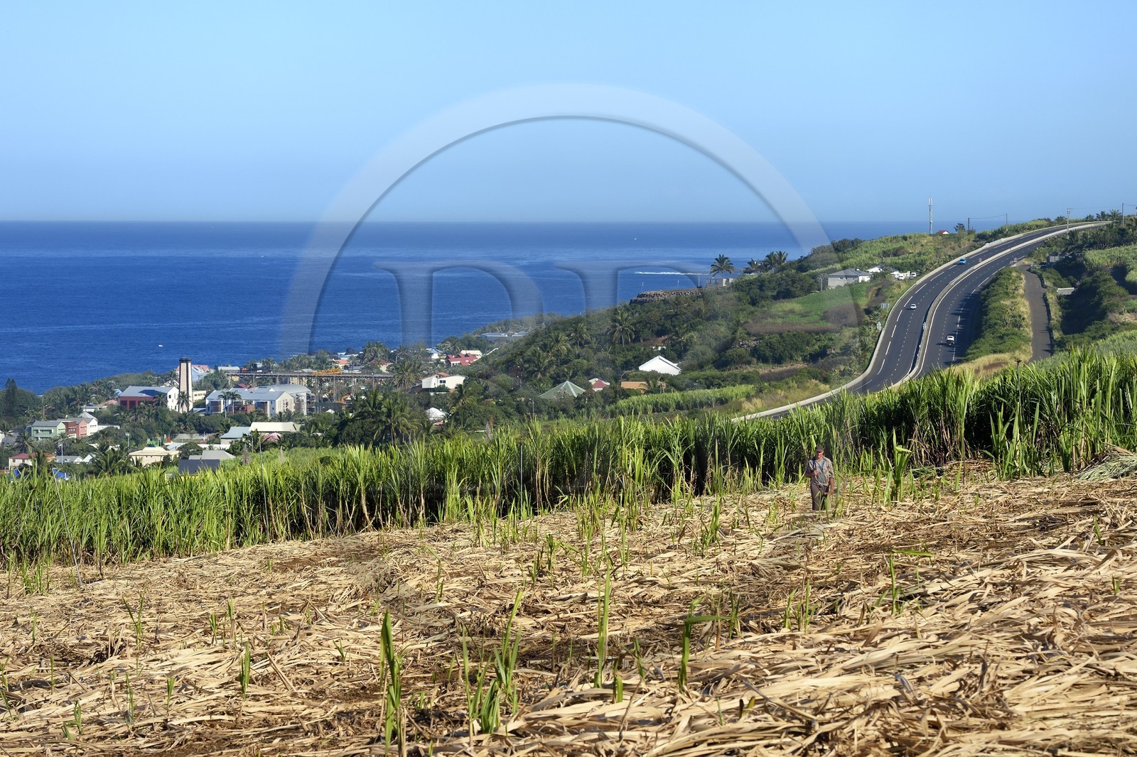 France, Ile de la Reunion, côte sud, Petite-Ile, champ de canne à sucre et Grands-Bois en arrière plan