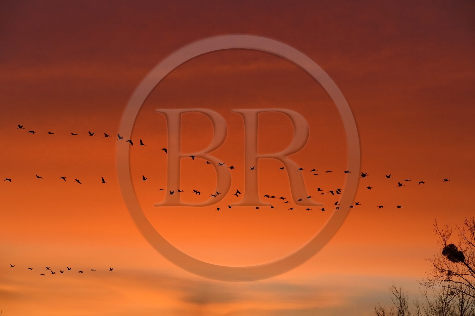France, Indre, Berry, Parc Naturel Regional de la Brenne (Natural Regional Park of La Brenne), Rosnay, Red Sea pond (etang de la Mer Rouge), Common Crane (Grus grus), flight at sunset