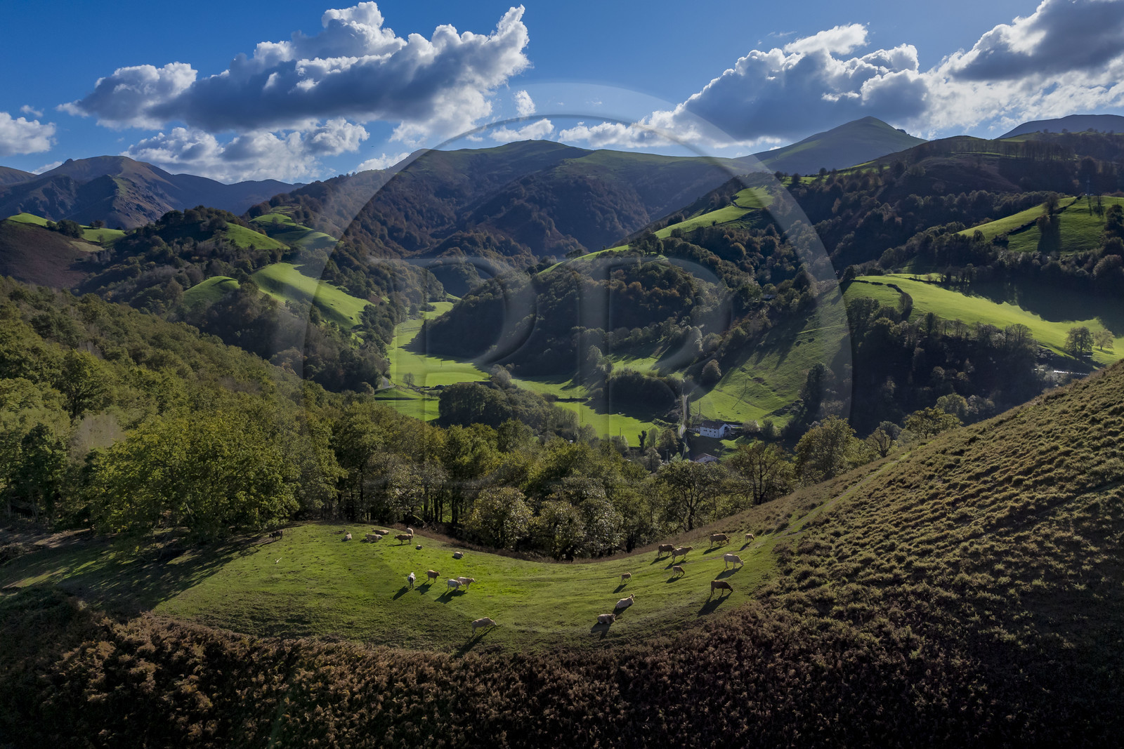 France, Pyrénées-Atlantiques (64), Pays-Basque, la vallée des Aldudes, vaches au sommet de la colline d’Elizamendi au dessus d'Urepel, le Kintoa (le pays Quint) au sud de la vallée à cheval de la frontière espagnole en arrière plan (vue aérienne)