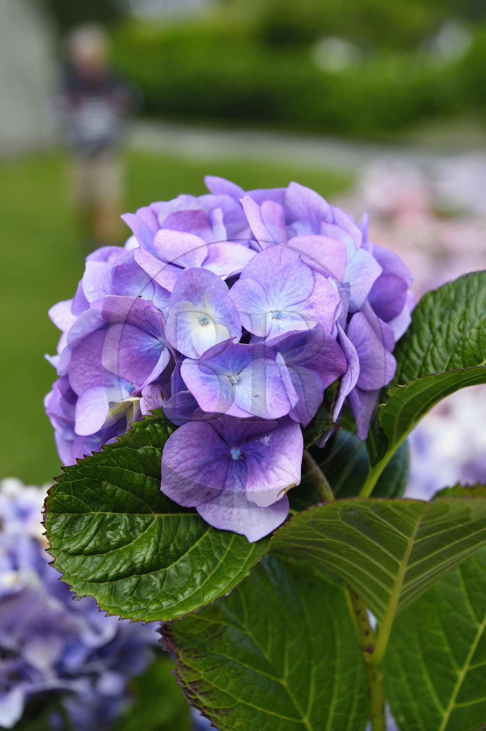 France, Finistère (29), Névez, hortensia