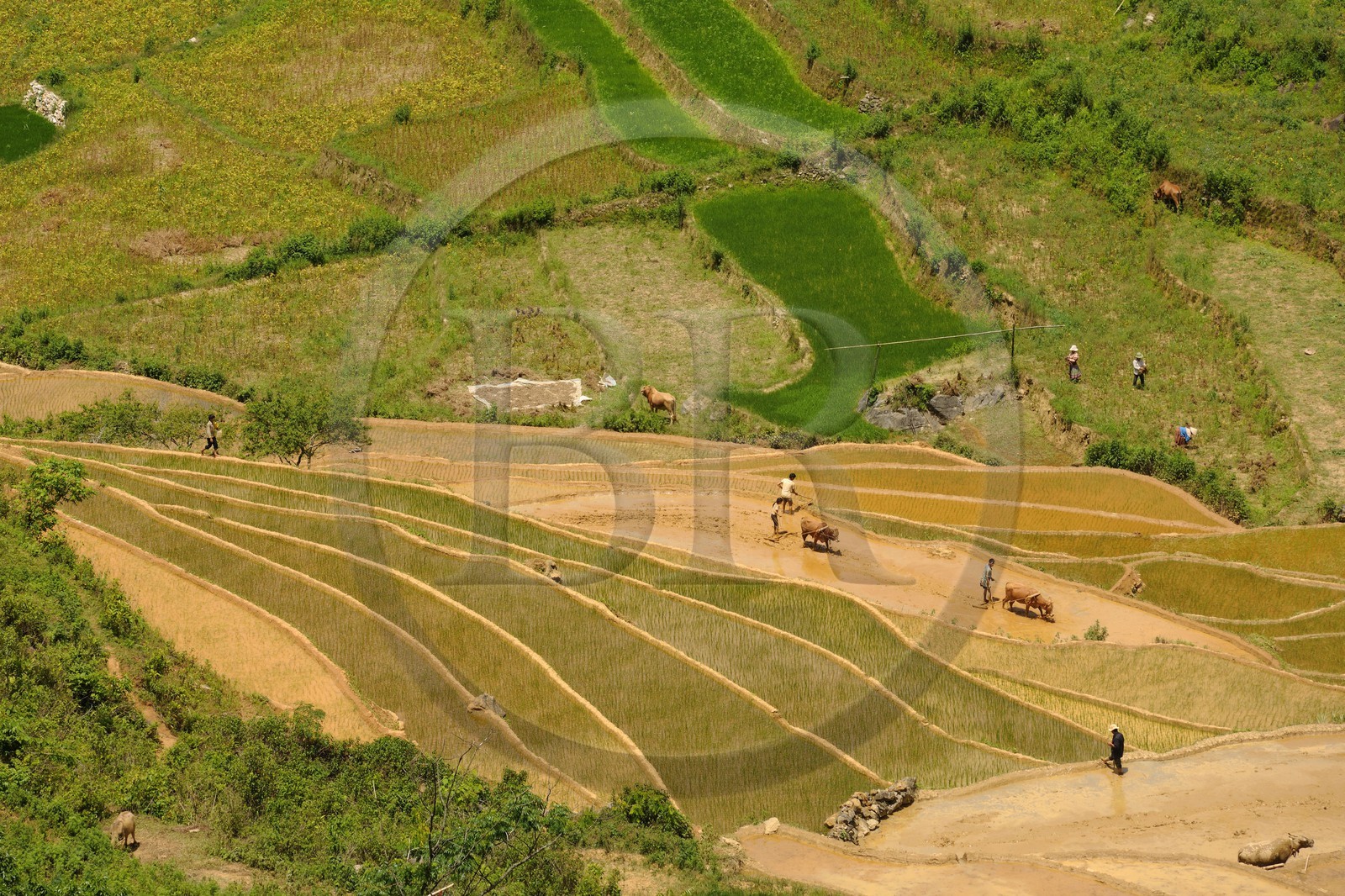 Vietnam, province de Lao Cai, région de Bac Ha, Can Cau, rizières en terrasses