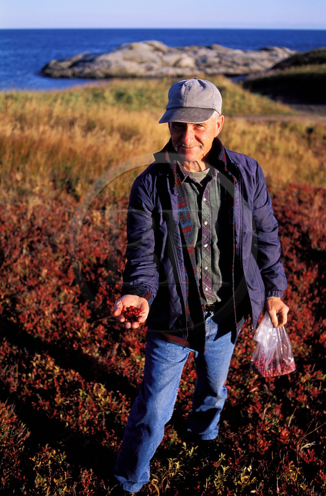 Canada, province de Québec, côte Nord, ramasseur de Baies Rouges